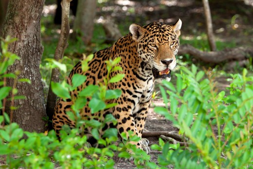 Tulum Mexico Wildlife - Todotulum.com