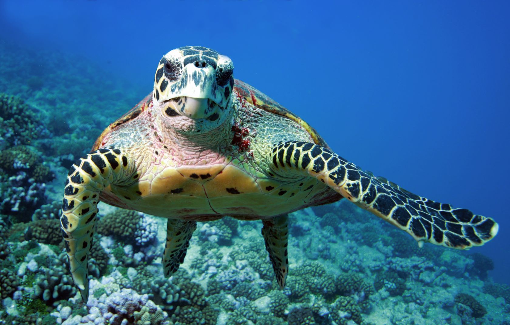 Tulum Mexico Wildlife - todotulum.com